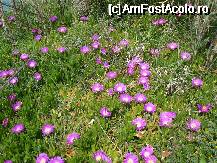 [P06] Insula Corfu - florile specifice insulei - sunt monument al naturii, distrugerea sau ruperea lor se amendeaza » foto by Diaura*
 - 
<span class="allrVoted glyphicon glyphicon-heart hidden" id="av75379"></span>
<a class="m-l-10 hidden" id="sv75379" onclick="voting_Foto_DelVot(,75379,10699)" role="button">șterge vot <span class="glyphicon glyphicon-remove"></span></a>
<a id="v975379" class=" c-red"  onclick="voting_Foto_SetVot(75379)" role="button"><span class="glyphicon glyphicon-heart-empty"></span> <b>LIKE</b> = Votează poza</a> <img class="hidden"  id="f75379W9" src="/imagini/loader.gif" border="0" /><span class="AjErrMes hidden" id="e75379ErM"></span>