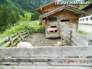 [P125] Zona de agrement din Saalbach - Hinterglemm (2 purcelusi tare interesanti botezati...)  » foto by atti_sz
 - 
<span class="allrVoted glyphicon glyphicon-heart hidden" id="av344233"></span>
<a class="m-l-10 hidden" id="sv344233" onclick="voting_Foto_DelVot(,344233,10868)" role="button">șterge vot <span class="glyphicon glyphicon-remove"></span></a>
<a id="v9344233" class=" c-red"  onclick="voting_Foto_SetVot(344233)" role="button"><span class="glyphicon glyphicon-heart-empty"></span> <b>LIKE</b> = Votează poza</a> <img class="hidden"  id="f344233W9" src="/imagini/loader.gif" border="0" /><span class="AjErrMes hidden" id="e344233ErM"></span>