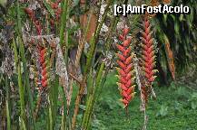 [P29] Tufe de Heliconia, in spatele vilei » foto by Arinuca
 - 
<span class="allrVoted glyphicon glyphicon-heart hidden" id="av288851"></span>
<a class="m-l-10 hidden" id="sv288851" onclick="voting_Foto_DelVot(,288851,10875)" role="button">șterge vot <span class="glyphicon glyphicon-remove"></span></a>
<a id="v9288851" class=" c-red"  onclick="voting_Foto_SetVot(288851)" role="button"><span class="glyphicon glyphicon-heart-empty"></span> <b>LIKE</b> = Votează poza</a> <img class="hidden"  id="f288851W9" src="/imagini/loader.gif" border="0" /><span class="AjErrMes hidden" id="e288851ErM"></span>