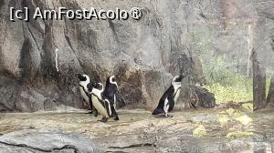 [P19] Casa simpaticilor pinguini ofera o „plimbare a pinguinilor”, iar vizitatorii ii pot vedea in mod natural, habitatele avand elemente de racire si pietricele pentru construirea cuiburilor. » foto by geani anto
 - 
<span class="allrVoted glyphicon glyphicon-heart hidden" id="av1509532"></span>
<a class="m-l-10 hidden" id="sv1509532" onclick="voting_Foto_DelVot(,1509532,11037)" role="button">șterge vot <span class="glyphicon glyphicon-remove"></span></a>
<a id="v91509532" class=" c-red"  onclick="voting_Foto_SetVot(1509532)" role="button"><span class="glyphicon glyphicon-heart-empty"></span> <b>LIKE</b> = Votează poza</a> <img class="hidden"  id="f1509532W9" src="/imagini/loader.gif" border="0" /><span class="AjErrMes hidden" id="e1509532ErM"></span>