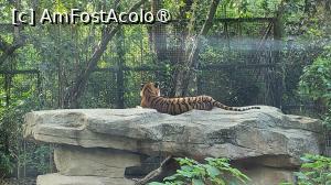 [P20] Dealul Leului si Tigrului, care prezinta 3 categorii de animale: tigri manciurieni, lei africani si tigri din sudul Chinei. Numarul de tigri din China de Sud existenti este cel mai mic din cele 6 subspecii, fiind pe cale de disparitie, situatie mai grava decat cea a ursilor pandelor uriasi. » foto by geani anto
 - 
<span class="allrVoted glyphicon glyphicon-heart hidden" id="av1509533"></span>
<a class="m-l-10 hidden" id="sv1509533" onclick="voting_Foto_DelVot(,1509533,11037)" role="button">șterge vot <span class="glyphicon glyphicon-remove"></span></a>
<a id="v91509533" class=" c-red"  onclick="voting_Foto_SetVot(1509533)" role="button"><span class="glyphicon glyphicon-heart-empty"></span> <b>LIKE</b> = Votează poza</a> <img class="hidden"  id="f1509533W9" src="/imagini/loader.gif" border="0" /><span class="AjErrMes hidden" id="e1509533ErM"></span>