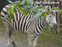 [P18] Zebra. Care este imbracat in dungi pt ca nu a mai gasit buline la magazin (gluma lu'fi'mea cand avea 5 ani) » foto by MCM
 - 
<span class="allrVoted glyphicon glyphicon-heart hidden" id="av302099"></span>
<a class="m-l-10 hidden" id="sv302099" onclick="voting_Foto_DelVot(,302099,11172)" role="button">șterge vot <span class="glyphicon glyphicon-remove"></span></a>
<a id="v9302099" class=" c-red"  onclick="voting_Foto_SetVot(302099)" role="button"><span class="glyphicon glyphicon-heart-empty"></span> <b>LIKE</b> = Votează poza</a> <img class="hidden"  id="f302099W9" src="/imagini/loader.gif" border="0" /><span class="AjErrMes hidden" id="e302099ErM"></span>