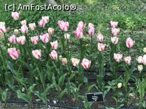 [P30] Simfonia lalelelor la Ecopark Varna - multe lalele » foto by nicole33
 - 
<span class="allrVoted glyphicon glyphicon-heart hidden" id="av1071353"></span>
<a class="m-l-10 hidden" id="sv1071353" onclick="voting_Foto_DelVot(,1071353,11202)" role="button">șterge vot <span class="glyphicon glyphicon-remove"></span></a>
<a id="v91071353" class=" c-red"  onclick="voting_Foto_SetVot(1071353)" role="button"><span class="glyphicon glyphicon-heart-empty"></span> <b>LIKE</b> = Votează poza</a> <img class="hidden"  id="f1071353W9" src="/imagini/loader.gif" border="0" /><span class="AjErrMes hidden" id="e1071353ErM"></span>