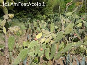 [P58] Ecopark Varna - printre cactuşi » foto by nicole33
 - 
<span class="allrVoted glyphicon glyphicon-heart hidden" id="av1071381"></span>
<a class="m-l-10 hidden" id="sv1071381" onclick="voting_Foto_DelVot(,1071381,11202)" role="button">șterge vot <span class="glyphicon glyphicon-remove"></span></a>
<a id="v91071381" class=" c-red"  onclick="voting_Foto_SetVot(1071381)" role="button"><span class="glyphicon glyphicon-heart-empty"></span> <b>LIKE</b> = Votează poza</a> <img class="hidden"  id="f1071381W9" src="/imagini/loader.gif" border="0" /><span class="AjErrMes hidden" id="e1071381ErM"></span>