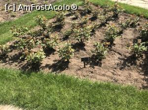 [P69] Ecopark Varna - Rose Garden » foto by nicole33
 - 
<span class="allrVoted glyphicon glyphicon-heart hidden" id="av1071392"></span>
<a class="m-l-10 hidden" id="sv1071392" onclick="voting_Foto_DelVot(,1071392,11202)" role="button">șterge vot <span class="glyphicon glyphicon-remove"></span></a>
<a id="v91071392" class=" c-red"  onclick="voting_Foto_SetVot(1071392)" role="button"><span class="glyphicon glyphicon-heart-empty"></span> <b>LIKE</b> = Votează poza</a> <img class="hidden"  id="f1071392W9" src="/imagini/loader.gif" border="0" /><span class="AjErrMes hidden" id="e1071392ErM"></span>