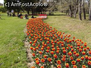 [P28] Şir lung de lalele » foto by irinad
 - 
<span class="allrVoted glyphicon glyphicon-heart hidden" id="av848426"></span>
<a class="m-l-10 hidden" id="sv848426" onclick="voting_Foto_DelVot(,848426,11202)" role="button">șterge vot <span class="glyphicon glyphicon-remove"></span></a>
<a id="v9848426" class=" c-red"  onclick="voting_Foto_SetVot(848426)" role="button"><span class="glyphicon glyphicon-heart-empty"></span> <b>LIKE</b> = Votează poza</a> <img class="hidden"  id="f848426W9" src="/imagini/loader.gif" border="0" /><span class="AjErrMes hidden" id="e848426ErM"></span>