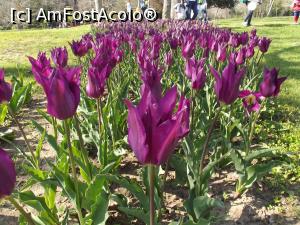 [P38] Lalele violet » foto by irinad
 - 
<span class="allrVoted glyphicon glyphicon-heart hidden" id="av848437"></span>
<a class="m-l-10 hidden" id="sv848437" onclick="voting_Foto_DelVot(,848437,11202)" role="button">șterge vot <span class="glyphicon glyphicon-remove"></span></a>
<a id="v9848437" class=" c-red"  onclick="voting_Foto_SetVot(848437)" role="button"><span class="glyphicon glyphicon-heart-empty"></span> <b>LIKE</b> = Votează poza</a> <img class="hidden"  id="f848437W9" src="/imagini/loader.gif" border="0" /><span class="AjErrMes hidden" id="e848437ErM"></span>