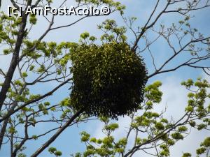 [P45] Detaliu asupra unui vâsc » foto by irinad
 - 
<span class="allrVoted glyphicon glyphicon-heart hidden" id="av848446"></span>
<a class="m-l-10 hidden" id="sv848446" onclick="voting_Foto_DelVot(,848446,11202)" role="button">șterge vot <span class="glyphicon glyphicon-remove"></span></a>
<a id="v9848446" class=" c-red"  onclick="voting_Foto_SetVot(848446)" role="button"><span class="glyphicon glyphicon-heart-empty"></span> <b>LIKE</b> = Votează poza</a> <img class="hidden"  id="f848446W9" src="/imagini/loader.gif" border="0" /><span class="AjErrMes hidden" id="e848446ErM"></span>