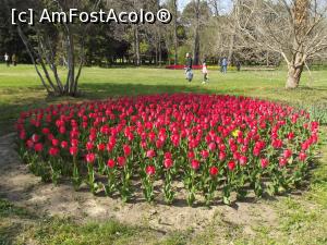 [P47] Un covor rotund de lalele » foto by irinad
 - 
<span class="allrVoted glyphicon glyphicon-heart hidden" id="av848450"></span>
<a class="m-l-10 hidden" id="sv848450" onclick="voting_Foto_DelVot(,848450,11202)" role="button">șterge vot <span class="glyphicon glyphicon-remove"></span></a>
<a id="v9848450" class=" c-red"  onclick="voting_Foto_SetVot(848450)" role="button"><span class="glyphicon glyphicon-heart-empty"></span> <b>LIKE</b> = Votează poza</a> <img class="hidden"  id="f848450W9" src="/imagini/loader.gif" border="0" /><span class="AjErrMes hidden" id="e848450ErM"></span>