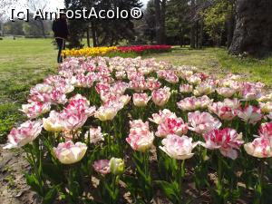 [P57] Feerie alb-roz » foto by irinad
 - 
<span class="allrVoted glyphicon glyphicon-heart hidden" id="av848464"></span>
<a class="m-l-10 hidden" id="sv848464" onclick="voting_Foto_DelVot(,848464,11202)" role="button">șterge vot <span class="glyphicon glyphicon-remove"></span></a>
<a id="v9848464" class=" c-red"  onclick="voting_Foto_SetVot(848464)" role="button"><span class="glyphicon glyphicon-heart-empty"></span> <b>LIKE</b> = Votează poza</a> <img class="hidden"  id="f848464W9" src="/imagini/loader.gif" border="0" /><span class="AjErrMes hidden" id="e848464ErM"></span>