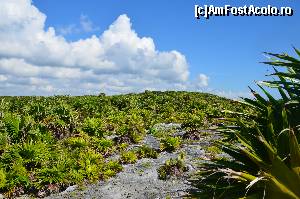 [P03] poze in drum spre Tulum » foto by Richard
 - 
<span class="allrVoted glyphicon glyphicon-heart hidden" id="av610373"></span>
<a class="m-l-10 hidden" id="sv610373" onclick="voting_Foto_DelVot(,610373,11226)" role="button">șterge vot <span class="glyphicon glyphicon-remove"></span></a>
<a id="v9610373" class=" c-red"  onclick="voting_Foto_SetVot(610373)" role="button"><span class="glyphicon glyphicon-heart-empty"></span> <b>LIKE</b> = Votează poza</a> <img class="hidden"  id="f610373W9" src="/imagini/loader.gif" border="0" /><span class="AjErrMes hidden" id="e610373ErM"></span>