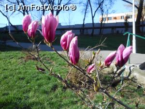 [P03] București - Magnoliile din Parcul Morarilor. » foto by iulianic
 - 
<span class="allrVoted glyphicon glyphicon-heart hidden" id="av1358052"></span>
<a class="m-l-10 hidden" id="sv1358052" onclick="voting_Foto_DelVot(,1358052,11447)" role="button">șterge vot <span class="glyphicon glyphicon-remove"></span></a>
<a id="v91358052" class=" c-red"  onclick="voting_Foto_SetVot(1358052)" role="button"><span class="glyphicon glyphicon-heart-empty"></span> <b>LIKE</b> = Votează poza</a> <img class="hidden"  id="f1358052W9" src="/imagini/loader.gif" border="0" /><span class="AjErrMes hidden" id="e1358052ErM"></span>