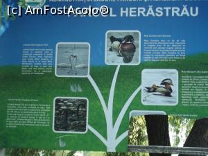 [P73] Parcul Herastrau - aici aflam si cate ceva despre aceste lebede si rate » foto by mishu
 - 
<span class="allrVoted glyphicon glyphicon-heart hidden" id="av801232"></span>
<a class="m-l-10 hidden" id="sv801232" onclick="voting_Foto_DelVot(,801232,11447)" role="button">șterge vot <span class="glyphicon glyphicon-remove"></span></a>
<a id="v9801232" class=" c-red"  onclick="voting_Foto_SetVot(801232)" role="button"><span class="glyphicon glyphicon-heart-empty"></span> <b>LIKE</b> = Votează poza</a> <img class="hidden"  id="f801232W9" src="/imagini/loader.gif" border="0" /><span class="AjErrMes hidden" id="e801232ErM"></span>