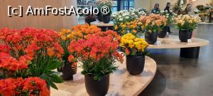 [P12] Grădinile Keukenhof, Pavilionul Oranje Nassau, superbe frezii » foto by mprofeanu
 - 
<span class="allrVoted glyphicon glyphicon-heart hidden" id="av1481572"></span>
<a class="m-l-10 hidden" id="sv1481572" onclick="voting_Foto_DelVot(,1481572,11516)" role="button">șterge vot <span class="glyphicon glyphicon-remove"></span></a>
<a id="v91481572" class=" c-red"  onclick="voting_Foto_SetVot(1481572)" role="button"><span class="glyphicon glyphicon-heart-empty"></span> <b>LIKE</b> = Votează poza</a> <img class="hidden"  id="f1481572W9" src="/imagini/loader.gif" border="0" /><span class="AjErrMes hidden" id="e1481572ErM"></span>