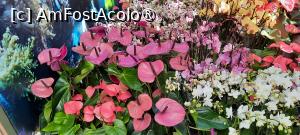 [P45] Grădinile Keukenhof, Pavilionul Beatrix, orhidee și anthurium » foto by mprofeanu
 - 
<span class="allrVoted glyphicon glyphicon-heart hidden" id="av1481605"></span>
<a class="m-l-10 hidden" id="sv1481605" onclick="voting_Foto_DelVot(,1481605,11516)" role="button">șterge vot <span class="glyphicon glyphicon-remove"></span></a>
<a id="v91481605" class=" c-red"  onclick="voting_Foto_SetVot(1481605)" role="button"><span class="glyphicon glyphicon-heart-empty"></span> <b>LIKE</b> = Votează poza</a> <img class="hidden"  id="f1481605W9" src="/imagini/loader.gif" border="0" /><span class="AjErrMes hidden" id="e1481605ErM"></span>