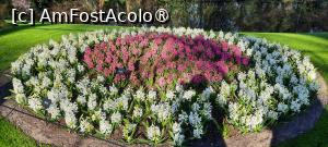 [P50] Grădinile Keukenhof, Pe alei » foto by mprofeanu
 - 
<span class="allrVoted glyphicon glyphicon-heart hidden" id="av1481610"></span>
<a class="m-l-10 hidden" id="sv1481610" onclick="voting_Foto_DelVot(,1481610,11516)" role="button">șterge vot <span class="glyphicon glyphicon-remove"></span></a>
<a id="v91481610" class=" c-red"  onclick="voting_Foto_SetVot(1481610)" role="button"><span class="glyphicon glyphicon-heart-empty"></span> <b>LIKE</b> = Votează poza</a> <img class="hidden"  id="f1481610W9" src="/imagini/loader.gif" border="0" /><span class="AjErrMes hidden" id="e1481610ErM"></span>