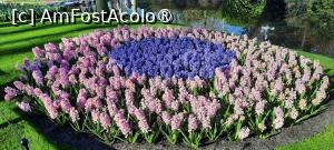 [P51] Grădinile Keukenhof, Pe alei » foto by mprofeanu
 - 
<span class="allrVoted glyphicon glyphicon-heart hidden" id="av1481611"></span>
<a class="m-l-10 hidden" id="sv1481611" onclick="voting_Foto_DelVot(,1481611,11516)" role="button">șterge vot <span class="glyphicon glyphicon-remove"></span></a>
<a id="v91481611" class=" c-red"  onclick="voting_Foto_SetVot(1481611)" role="button"><span class="glyphicon glyphicon-heart-empty"></span> <b>LIKE</b> = Votează poza</a> <img class="hidden"  id="f1481611W9" src="/imagini/loader.gif" border="0" /><span class="AjErrMes hidden" id="e1481611ErM"></span>