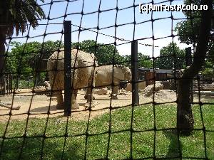 [P03] Elefanți la Grădina Zoologică din Barcelona » foto by DepartureGate7
 - 
<span class="allrVoted glyphicon glyphicon-heart hidden" id="av615591"></span>
<a class="m-l-10 hidden" id="sv615591" onclick="voting_Foto_DelVot(,615591,11799)" role="button">șterge vot <span class="glyphicon glyphicon-remove"></span></a>
<a id="v9615591" class=" c-red"  onclick="voting_Foto_SetVot(615591)" role="button"><span class="glyphicon glyphicon-heart-empty"></span> <b>LIKE</b> = Votează poza</a> <img class="hidden"  id="f615591W9" src="/imagini/loader.gif" border="0" /><span class="AjErrMes hidden" id="e615591ErM"></span>