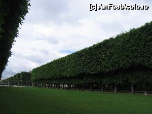 [P17] Alee umbrită în Jardin du Luxembourg cu copacii tăiaţi la aceeaşi înălţime » foto by Michi
 - 
<span class="allrVoted glyphicon glyphicon-heart hidden" id="av511559"></span>
<a class="m-l-10 hidden" id="sv511559" onclick="voting_Foto_DelVot(,511559,11886)" role="button">șterge vot <span class="glyphicon glyphicon-remove"></span></a>
<a id="v9511559" class=" c-red"  onclick="voting_Foto_SetVot(511559)" role="button"><span class="glyphicon glyphicon-heart-empty"></span> <b>LIKE</b> = Votează poza</a> <img class="hidden"  id="f511559W9" src="/imagini/loader.gif" border="0" /><span class="AjErrMes hidden" id="e511559ErM"></span>