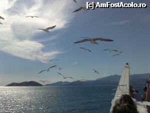 [P19] pescarusi pe langa ferry spre Thassos » foto by valcat
 - 
<span class="allrVoted glyphicon glyphicon-heart hidden" id="av368133"></span>
<a class="m-l-10 hidden" id="sv368133" onclick="voting_Foto_DelVot(,368133,11904)" role="button">șterge vot <span class="glyphicon glyphicon-remove"></span></a>
<a id="v9368133" class=" c-red"  onclick="voting_Foto_SetVot(368133)" role="button"><span class="glyphicon glyphicon-heart-empty"></span> <b>LIKE</b> = Votează poza</a> <img class="hidden"  id="f368133W9" src="/imagini/loader.gif" border="0" /><span class="AjErrMes hidden" id="e368133ErM"></span>