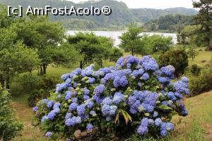 [P15] Insula Sao Miguel, Hortensiile se întâlnesc in tot Arhipeleagul Azore, în fundal Lagoa das Furnas » foto by mprofeanu
 - 
<span class="allrVoted glyphicon glyphicon-heart hidden" id="av1013886"></span>
<a class="m-l-10 hidden" id="sv1013886" onclick="voting_Foto_DelVot(,1013886,12102)" role="button">șterge vot <span class="glyphicon glyphicon-remove"></span></a>
<a id="v91013886" class=" c-red"  onclick="voting_Foto_SetVot(1013886)" role="button"><span class="glyphicon glyphicon-heart-empty"></span> <b>LIKE</b> = Votează poza</a> <img class="hidden"  id="f1013886W9" src="/imagini/loader.gif" border="0" /><span class="AjErrMes hidden" id="e1013886ErM"></span>