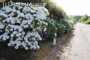 [P07] Insula Sao Miguel, Hortensii pe drumul dintre Miradouro da Ponta do Escalvado și Sete Cidades » foto by mprofeanu
 - 
<span class="allrVoted glyphicon glyphicon-heart hidden" id="av1015144"></span>
<a class="m-l-10 hidden" id="sv1015144" onclick="voting_Foto_DelVot(,1015144,12102)" role="button">șterge vot <span class="glyphicon glyphicon-remove"></span></a>
<a id="v91015144" class=" c-red"  onclick="voting_Foto_SetVot(1015144)" role="button"><span class="glyphicon glyphicon-heart-empty"></span> <b>LIKE</b> = Votează poza</a> <img class="hidden"  id="f1015144W9" src="/imagini/loader.gif" border="0" /><span class="AjErrMes hidden" id="e1015144ErM"></span>