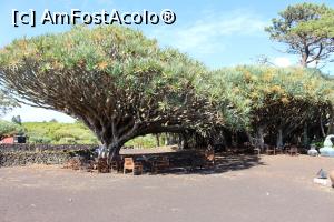 [P77] Insula Pico, Madalena, Museu do Vinho, Sanctuario dos Dragoeiros cu arbori dragoni (dracena) multicentenari » foto by mprofeanu
 - 
<span class="allrVoted glyphicon glyphicon-heart hidden" id="av1008555"></span>
<a class="m-l-10 hidden" id="sv1008555" onclick="voting_Foto_DelVot(,1008555,12103)" role="button">șterge vot <span class="glyphicon glyphicon-remove"></span></a>
<a id="v91008555" class=" c-red"  onclick="voting_Foto_SetVot(1008555)" role="button"><span class="glyphicon glyphicon-heart-empty"></span> <b>LIKE</b> = Votează poza</a> <img class="hidden"  id="f1008555W9" src="/imagini/loader.gif" border="0" /><span class="AjErrMes hidden" id="e1008555ErM"></span>