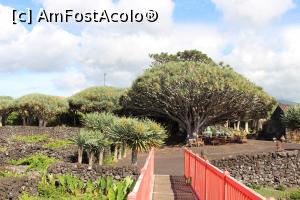 [P83] Insula Pico, Madalena, Museu do Vinho, Sanctuario dos Dragoeiros văzut de pe puntea observatorului » foto by mprofeanu
 - 
<span class="allrVoted glyphicon glyphicon-heart hidden" id="av1008583"></span>
<a class="m-l-10 hidden" id="sv1008583" onclick="voting_Foto_DelVot(,1008583,12103)" role="button">șterge vot <span class="glyphicon glyphicon-remove"></span></a>
<a id="v91008583" class=" c-red"  onclick="voting_Foto_SetVot(1008583)" role="button"><span class="glyphicon glyphicon-heart-empty"></span> <b>LIKE</b> = Votează poza</a> <img class="hidden"  id="f1008583W9" src="/imagini/loader.gif" border="0" /><span class="AjErrMes hidden" id="e1008583ErM"></span>