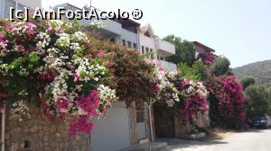 P04 [JUN-2018] Casă în Datça, îmbrăcată în bougainvillea