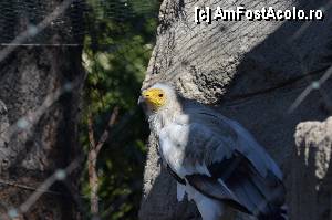 [P25] Zoo de Barcelona » foto by Muffin2009
 - 
<span class="allrVoted glyphicon glyphicon-heart hidden" id="av350745"></span>
<a class="m-l-10 hidden" id="sv350745" onclick="voting_Foto_DelVot(,350745,12198)" role="button">șterge vot <span class="glyphicon glyphicon-remove"></span></a>
<a id="v9350745" class=" c-red"  onclick="voting_Foto_SetVot(350745)" role="button"><span class="glyphicon glyphicon-heart-empty"></span> <b>LIKE</b> = Votează poza</a> <img class="hidden"  id="f350745W9" src="/imagini/loader.gif" border="0" /><span class="AjErrMes hidden" id="e350745ErM"></span>