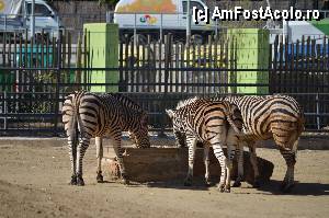 [P43] Zoo de Barcelona » foto by Muffin2009
 - 
<span class="allrVoted glyphicon glyphicon-heart hidden" id="av350771"></span>
<a class="m-l-10 hidden" id="sv350771" onclick="voting_Foto_DelVot(,350771,12198)" role="button">șterge vot <span class="glyphicon glyphicon-remove"></span></a>
<a id="v9350771" class=" c-red"  onclick="voting_Foto_SetVot(350771)" role="button"><span class="glyphicon glyphicon-heart-empty"></span> <b>LIKE</b> = Votează poza</a> <img class="hidden"  id="f350771W9" src="/imagini/loader.gif" border="0" /><span class="AjErrMes hidden" id="e350771ErM"></span>