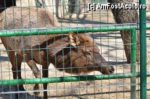 [P46] Zoo de Barcelona » foto by Muffin2009
 - 
<span class="allrVoted glyphicon glyphicon-heart hidden" id="av350774"></span>
<a class="m-l-10 hidden" id="sv350774" onclick="voting_Foto_DelVot(,350774,12198)" role="button">șterge vot <span class="glyphicon glyphicon-remove"></span></a>
<a id="v9350774" class=" c-red"  onclick="voting_Foto_SetVot(350774)" role="button"><span class="glyphicon glyphicon-heart-empty"></span> <b>LIKE</b> = Votează poza</a> <img class="hidden"  id="f350774W9" src="/imagini/loader.gif" border="0" /><span class="AjErrMes hidden" id="e350774ErM"></span>