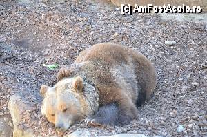 [P49] Zoo de Barcelona » foto by Muffin2009
 - 
<span class="allrVoted glyphicon glyphicon-heart hidden" id="av350777"></span>
<a class="m-l-10 hidden" id="sv350777" onclick="voting_Foto_DelVot(,350777,12198)" role="button">șterge vot <span class="glyphicon glyphicon-remove"></span></a>
<a id="v9350777" class=" c-red"  onclick="voting_Foto_SetVot(350777)" role="button"><span class="glyphicon glyphicon-heart-empty"></span> <b>LIKE</b> = Votează poza</a> <img class="hidden"  id="f350777W9" src="/imagini/loader.gif" border="0" /><span class="AjErrMes hidden" id="e350777ErM"></span>