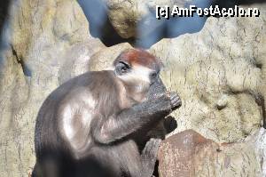 [P57] Zoo de Barcelona » foto by Muffin2009
 - 
<span class="allrVoted glyphicon glyphicon-heart hidden" id="av350788"></span>
<a class="m-l-10 hidden" id="sv350788" onclick="voting_Foto_DelVot(,350788,12198)" role="button">șterge vot <span class="glyphicon glyphicon-remove"></span></a>
<a id="v9350788" class=" c-red"  onclick="voting_Foto_SetVot(350788)" role="button"><span class="glyphicon glyphicon-heart-empty"></span> <b>LIKE</b> = Votează poza</a> <img class="hidden"  id="f350788W9" src="/imagini/loader.gif" border="0" /><span class="AjErrMes hidden" id="e350788ErM"></span>