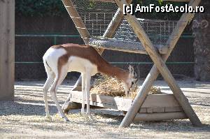 [P63] Zoo de Barcelona » foto by Muffin2009
 - 
<span class="allrVoted glyphicon glyphicon-heart hidden" id="av350795"></span>
<a class="m-l-10 hidden" id="sv350795" onclick="voting_Foto_DelVot(,350795,12198)" role="button">șterge vot <span class="glyphicon glyphicon-remove"></span></a>
<a id="v9350795" class=" c-red"  onclick="voting_Foto_SetVot(350795)" role="button"><span class="glyphicon glyphicon-heart-empty"></span> <b>LIKE</b> = Votează poza</a> <img class="hidden"  id="f350795W9" src="/imagini/loader.gif" border="0" /><span class="AjErrMes hidden" id="e350795ErM"></span>