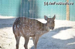 [P79] Zoo de Barcelona » foto by Muffin2009
 - 
<span class="allrVoted glyphicon glyphicon-heart hidden" id="av350811"></span>
<a class="m-l-10 hidden" id="sv350811" onclick="voting_Foto_DelVot(,350811,12198)" role="button">șterge vot <span class="glyphicon glyphicon-remove"></span></a>
<a id="v9350811" class=" c-red"  onclick="voting_Foto_SetVot(350811)" role="button"><span class="glyphicon glyphicon-heart-empty"></span> <b>LIKE</b> = Votează poza</a> <img class="hidden"  id="f350811W9" src="/imagini/loader.gif" border="0" /><span class="AjErrMes hidden" id="e350811ErM"></span>