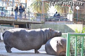 [P88] Zoo de Barcelona » foto by Muffin2009
 - 
<span class="allrVoted glyphicon glyphicon-heart hidden" id="av350820"></span>
<a class="m-l-10 hidden" id="sv350820" onclick="voting_Foto_DelVot(,350820,12198)" role="button">șterge vot <span class="glyphicon glyphicon-remove"></span></a>
<a id="v9350820" class=" c-red"  onclick="voting_Foto_SetVot(350820)" role="button"><span class="glyphicon glyphicon-heart-empty"></span> <b>LIKE</b> = Votează poza</a> <img class="hidden"  id="f350820W9" src="/imagini/loader.gif" border="0" /><span class="AjErrMes hidden" id="e350820ErM"></span>