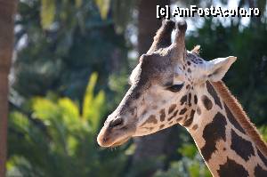 [P90] Zoo de Barcelona » foto by Muffin2009
 - 
<span class="allrVoted glyphicon glyphicon-heart hidden" id="av350822"></span>
<a class="m-l-10 hidden" id="sv350822" onclick="voting_Foto_DelVot(,350822,12198)" role="button">șterge vot <span class="glyphicon glyphicon-remove"></span></a>
<a id="v9350822" class=" c-red"  onclick="voting_Foto_SetVot(350822)" role="button"><span class="glyphicon glyphicon-heart-empty"></span> <b>LIKE</b> = Votează poza</a> <img class="hidden"  id="f350822W9" src="/imagini/loader.gif" border="0" /><span class="AjErrMes hidden" id="e350822ErM"></span>