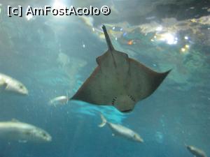 [P12] Barcelona - Aquarium - el zici ca face pluta » foto by mishu
 - 
<span class="allrVoted glyphicon glyphicon-heart hidden" id="av822350"></span>
<a class="m-l-10 hidden" id="sv822350" onclick="voting_Foto_DelVot(,822350,12198)" role="button">șterge vot <span class="glyphicon glyphicon-remove"></span></a>
<a id="v9822350" class=" c-red"  onclick="voting_Foto_SetVot(822350)" role="button"><span class="glyphicon glyphicon-heart-empty"></span> <b>LIKE</b> = Votează poza</a> <img class="hidden"  id="f822350W9" src="/imagini/loader.gif" border="0" /><span class="AjErrMes hidden" id="e822350ErM"></span>