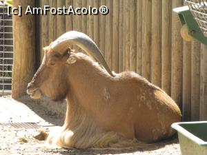 [P28] Barcelona - Zoo - Ce parere aveti de coarnele mele?  » foto by mishu
 - 
<span class="allrVoted glyphicon glyphicon-heart hidden" id="av822366"></span>
<a class="m-l-10 hidden" id="sv822366" onclick="voting_Foto_DelVot(,822366,12198)" role="button">șterge vot <span class="glyphicon glyphicon-remove"></span></a>
<a id="v9822366" class=" c-red"  onclick="voting_Foto_SetVot(822366)" role="button"><span class="glyphicon glyphicon-heart-empty"></span> <b>LIKE</b> = Votează poza</a> <img class="hidden"  id="f822366W9" src="/imagini/loader.gif" border="0" /><span class="AjErrMes hidden" id="e822366ErM"></span>