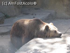 [P32] Barcelona - Zoo - e de abia luni » foto by mishu
 - 
<span class="allrVoted glyphicon glyphicon-heart hidden" id="av822370"></span>
<a class="m-l-10 hidden" id="sv822370" onclick="voting_Foto_DelVot(,822370,12198)" role="button">șterge vot <span class="glyphicon glyphicon-remove"></span></a>
<a id="v9822370" class=" c-red"  onclick="voting_Foto_SetVot(822370)" role="button"><span class="glyphicon glyphicon-heart-empty"></span> <b>LIKE</b> = Votează poza</a> <img class="hidden"  id="f822370W9" src="/imagini/loader.gif" border="0" /><span class="AjErrMes hidden" id="e822370ErM"></span>