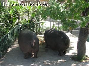 [P33] Barcelona - Zoo - Twins » foto by mishu
 - 
<span class="allrVoted glyphicon glyphicon-heart hidden" id="av822371"></span>
<a class="m-l-10 hidden" id="sv822371" onclick="voting_Foto_DelVot(,822371,12198)" role="button">șterge vot <span class="glyphicon glyphicon-remove"></span></a>
<a id="v9822371" class=" c-red"  onclick="voting_Foto_SetVot(822371)" role="button"><span class="glyphicon glyphicon-heart-empty"></span> <b>LIKE</b> = Votează poza</a> <img class="hidden"  id="f822371W9" src="/imagini/loader.gif" border="0" /><span class="AjErrMes hidden" id="e822371ErM"></span>