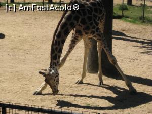 [P35] Barcelona - Zoo - catinel- catinel » foto by mishu
 - 
<span class="allrVoted glyphicon glyphicon-heart hidden" id="av822373"></span>
<a class="m-l-10 hidden" id="sv822373" onclick="voting_Foto_DelVot(,822373,12198)" role="button">șterge vot <span class="glyphicon glyphicon-remove"></span></a>
<a id="v9822373" class=" c-red"  onclick="voting_Foto_SetVot(822373)" role="button"><span class="glyphicon glyphicon-heart-empty"></span> <b>LIKE</b> = Votează poza</a> <img class="hidden"  id="f822373W9" src="/imagini/loader.gif" border="0" /><span class="AjErrMes hidden" id="e822373ErM"></span>