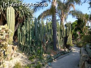 [P14] Giardini Ravino, cea mai mare expoziție de cactuși din Europa.  » foto by maryka
 - 
<span class="allrVoted glyphicon glyphicon-heart hidden" id="av1083210"></span>
<a class="m-l-10 hidden" id="sv1083210" onclick="voting_Foto_DelVot(,1083210,12624)" role="button">șterge vot <span class="glyphicon glyphicon-remove"></span></a>
<a id="v91083210" class=" c-red"  onclick="voting_Foto_SetVot(1083210)" role="button"><span class="glyphicon glyphicon-heart-empty"></span> <b>LIKE</b> = Votează poza</a> <img class="hidden"  id="f1083210W9" src="/imagini/loader.gif" border="0" /><span class="AjErrMes hidden" id="e1083210ErM"></span>