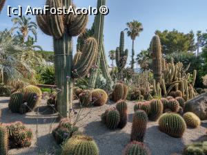 [P51] Diversitate de cactuși, Giardini Ravino.  » foto by maryka
 - 
<span class="allrVoted glyphicon glyphicon-heart hidden" id="av1083264"></span>
<a class="m-l-10 hidden" id="sv1083264" onclick="voting_Foto_DelVot(,1083264,12624)" role="button">șterge vot <span class="glyphicon glyphicon-remove"></span></a>
<a id="v91083264" class=" c-red"  onclick="voting_Foto_SetVot(1083264)" role="button"><span class="glyphicon glyphicon-heart-empty"></span> <b>LIKE</b> = Votează poza</a> <img class="hidden"  id="f1083264W9" src="/imagini/loader.gif" border="0" /><span class="AjErrMes hidden" id="e1083264ErM"></span>