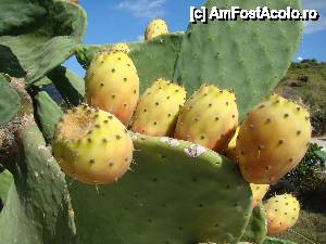 [P41] Fructe de cactus, Plaja Kalamaki » foto by Muffin2009
 - 
<span class="allrVoted glyphicon glyphicon-heart hidden" id="av400973"></span>
<a class="m-l-10 hidden" id="sv400973" onclick="voting_Foto_DelVot(,400973,12677)" role="button">șterge vot <span class="glyphicon glyphicon-remove"></span></a>
<a id="v9400973" class=" c-red"  onclick="voting_Foto_SetVot(400973)" role="button"><span class="glyphicon glyphicon-heart-empty"></span> <b>LIKE</b> = Votează poza</a> <img class="hidden"  id="f400973W9" src="/imagini/loader.gif" border="0" /><span class="AjErrMes hidden" id="e400973ErM"></span>