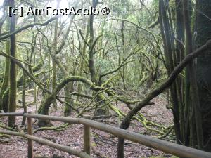 [P21] La Gomera - Traseu în Parque Nacional Garajonay. » foto by iulianic
 - 
<span class="allrVoted glyphicon glyphicon-heart hidden" id="av1437730"></span>
<a class="m-l-10 hidden" id="sv1437730" onclick="voting_Foto_DelVot(,1437730,12735)" role="button">șterge vot <span class="glyphicon glyphicon-remove"></span></a>
<a id="v91437730" class=" c-red"  onclick="voting_Foto_SetVot(1437730)" role="button"><span class="glyphicon glyphicon-heart-empty"></span> <b>LIKE</b> = Votează poza</a> <img class="hidden"  id="f1437730W9" src="/imagini/loader.gif" border="0" /><span class="AjErrMes hidden" id="e1437730ErM"></span>