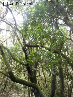 [P22] La Gomera - În Parque Nacional Garajonay. » foto by iulianic
 - 
<span class="allrVoted glyphicon glyphicon-heart hidden" id="av1437731"></span>
<a class="m-l-10 hidden" id="sv1437731" onclick="voting_Foto_DelVot(,1437731,12735)" role="button">șterge vot <span class="glyphicon glyphicon-remove"></span></a>
<a id="v91437731" class=" c-red"  onclick="voting_Foto_SetVot(1437731)" role="button"><span class="glyphicon glyphicon-heart-empty"></span> <b>LIKE</b> = Votează poza</a> <img class="hidden"  id="f1437731W9" src="/imagini/loader.gif" border="0" /><span class="AjErrMes hidden" id="e1437731ErM"></span>