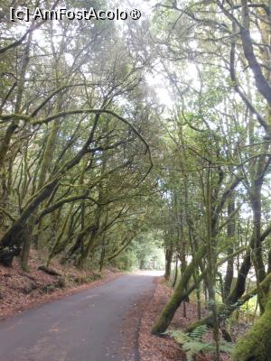 [P25] La Gomera - În Parque Nacional Garajonay. » foto by iulianic
 - 
<span class="allrVoted glyphicon glyphicon-heart hidden" id="av1437734"></span>
<a class="m-l-10 hidden" id="sv1437734" onclick="voting_Foto_DelVot(,1437734,12735)" role="button">șterge vot <span class="glyphicon glyphicon-remove"></span></a>
<a id="v91437734" class=" c-red"  onclick="voting_Foto_SetVot(1437734)" role="button"><span class="glyphicon glyphicon-heart-empty"></span> <b>LIKE</b> = Votează poza</a> <img class="hidden"  id="f1437734W9" src="/imagini/loader.gif" border="0" /><span class="AjErrMes hidden" id="e1437734ErM"></span>