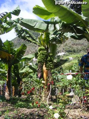 [P13] Plantatie de bananieri in Gomera.  » foto by Hertha
 - 
<span class="allrVoted glyphicon glyphicon-heart hidden" id="av366130"></span>
<a class="m-l-10 hidden" id="sv366130" onclick="voting_Foto_DelVot(,366130,12735)" role="button">șterge vot <span class="glyphicon glyphicon-remove"></span></a>
<a id="v9366130" class=" c-red"  onclick="voting_Foto_SetVot(366130)" role="button"><span class="glyphicon glyphicon-heart-empty"></span> <b>LIKE</b> = Votează poza</a> <img class="hidden"  id="f366130W9" src="/imagini/loader.gif" border="0" /><span class="AjErrMes hidden" id="e366130ErM"></span>